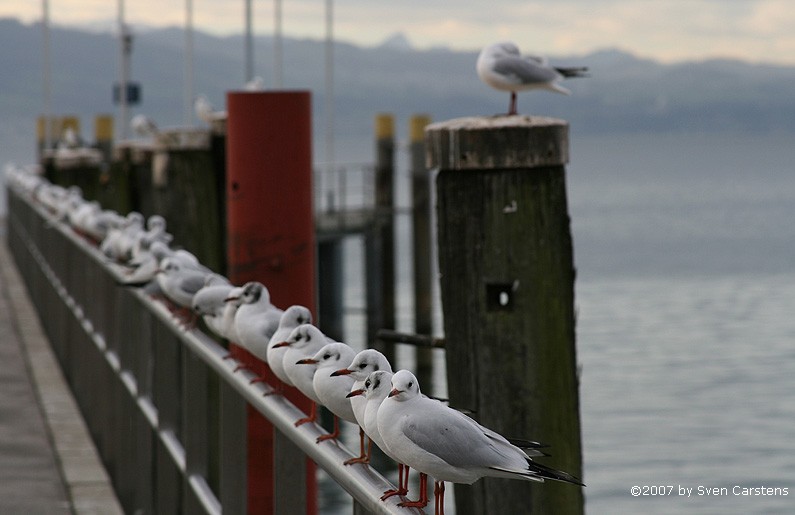 Mwenreihe am Landungssteg in Kressbronn