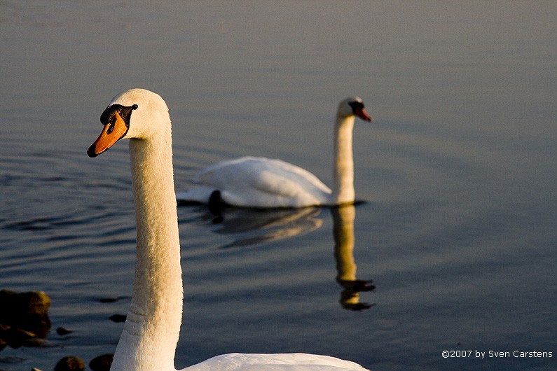 Schwne auf dem Bodensee