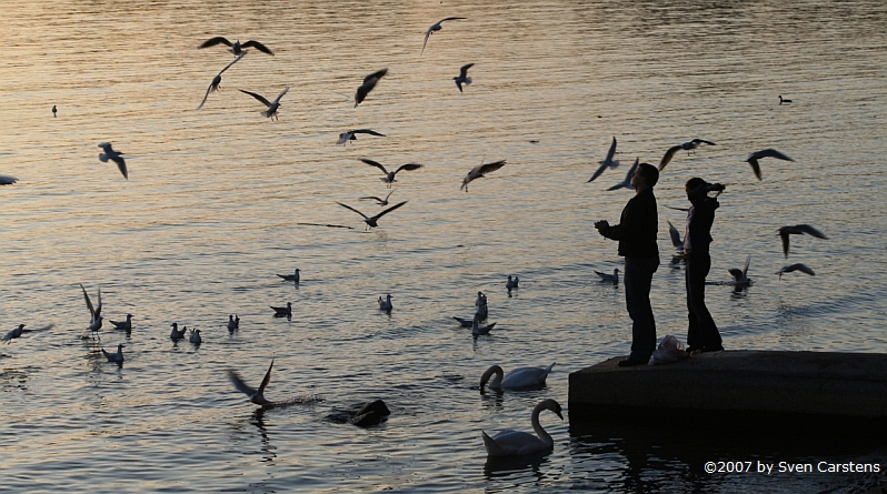 Mwenftterung am Bodensee