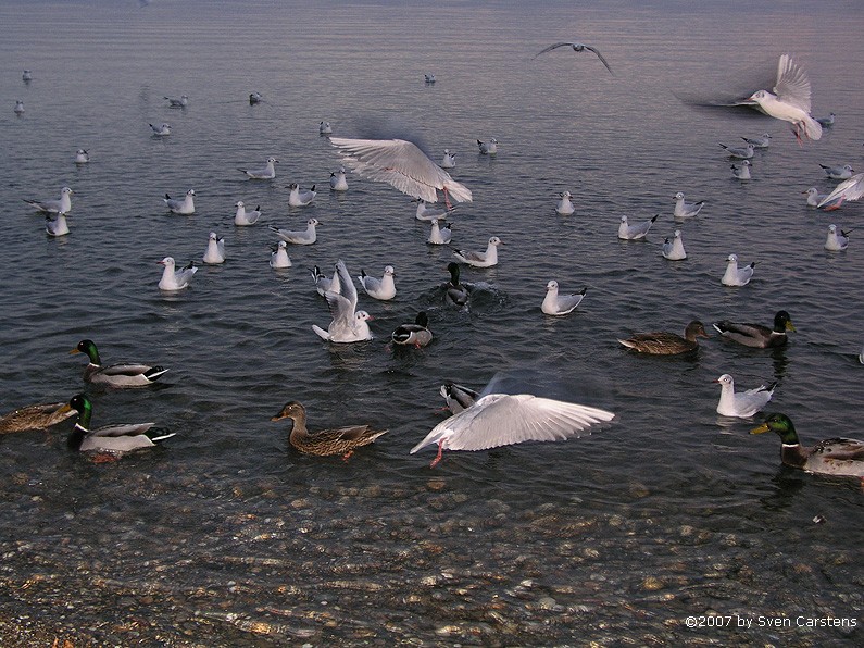 Mwenftterung am Bodensee