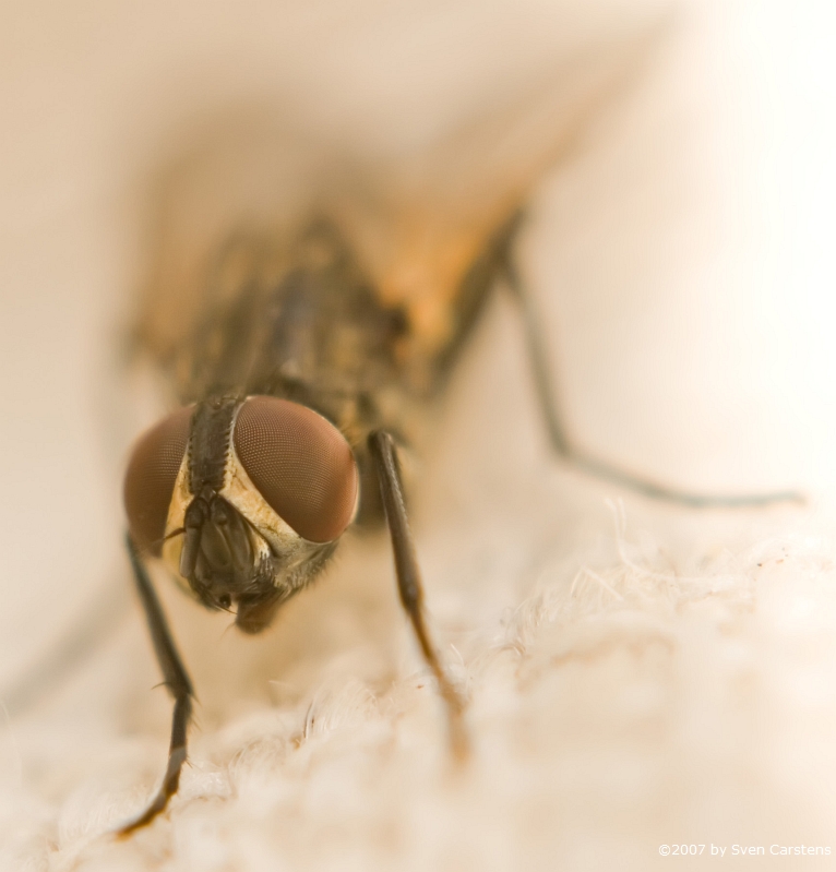 Fliegenmakro 3