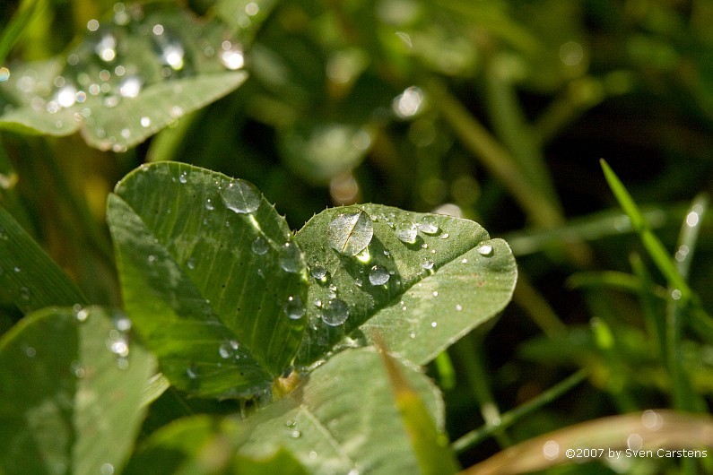 Regentropen am Grashalm 2