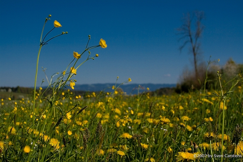 Blumenwiese 2