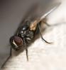 Fliegenmakro 2